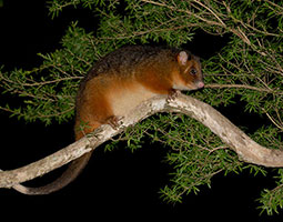 Ringtail possum